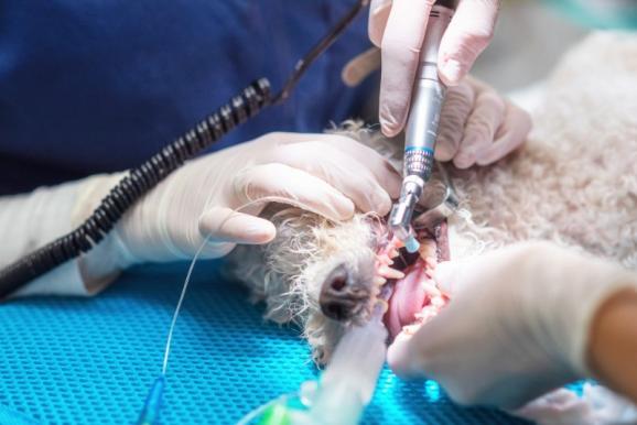 Dentiste animalier