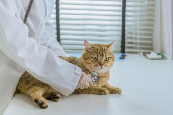 Consultation médicale vétérianaire